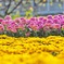 いろんな花