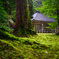 静寂な杉林と苔の神社