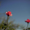 薔薇