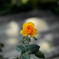 薔薇