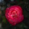 薔薇