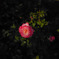 薔薇
