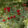 薔薇