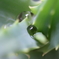 ひとしずく