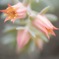 はな