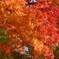 紅葉５