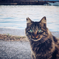 キジトラ猫のポートレート