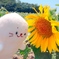 しろたんひまわりにこんにちは！