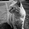 野良猫