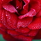 秋薔薇