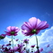 秋桜