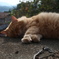 尾道の猫ちゃん