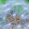 dandelion fluff