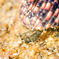 Hermit crab