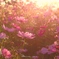 あの素晴らしい秋桜をもう一度