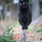 黒猫の曲芸