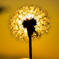 Dandelion sun
