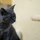 TEST_猫