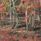 東京だって紅葉は有る
