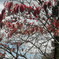疲れた東京の紅葉