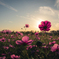 夕暮れ秋桜