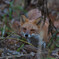 キタキツネ