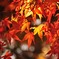 紅の光　～1～