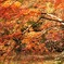 六義園　20101128