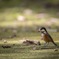 最近野鳥メインに