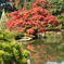 六義園　20101128