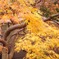 都会の紅葉　～1～