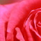 薔薇