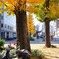 都会の紅葉　～3～