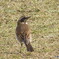 春の野鳥