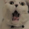 ふがふが