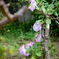 枯れ木に花が咲いた