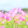 コスモス2019④。