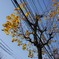 まんま