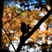 函館　見晴公園　紅葉と思いきや、自然のリス‼︎