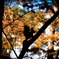 函館　見晴公園　紅葉と思いきや、自然のリス‼︎