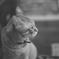 猫〜2