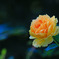 秋の薔薇