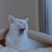 秋眠暁を覚えず