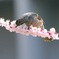 つまんで