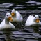 domestic duck