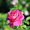 秋薔薇