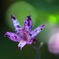 Toad lily