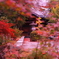 資福寺の紅葉