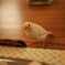 チーちゃん