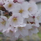 2019 桜